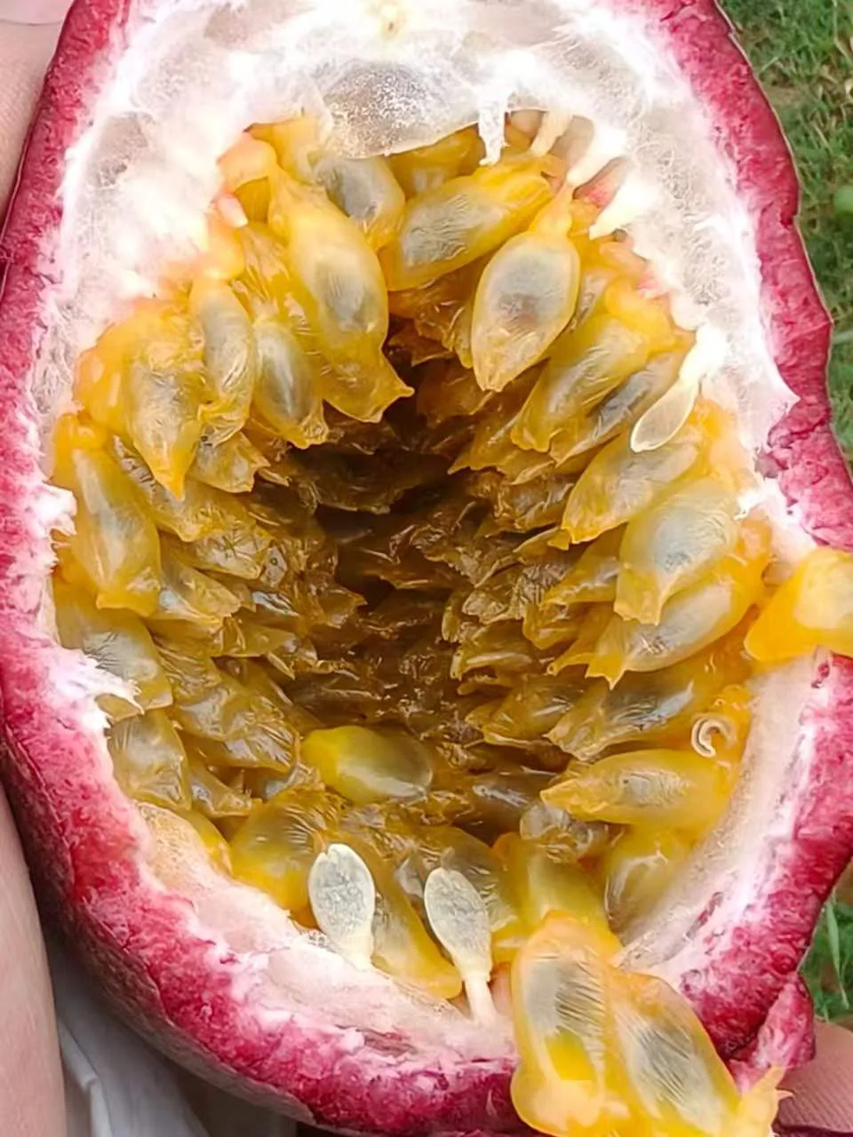 成熟百香果果实剖面
